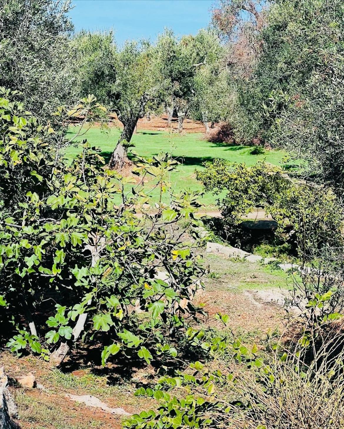 Trullo Antelmi Villa Ceglie Messapica Esterno foto